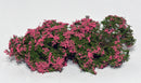 Model Scene - 701-93S - Pink Flowering Shrubs