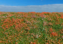 Model Scene - F565 - Blooming Meadow with Poppies Grass Mat (18x28cm)