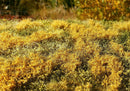 Model Scene - F564 - Blooming Meadow Grass Mat in Autumn (18x28cm)