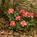 Model Scene - VG3-043 - Large Roses