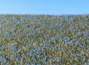 Model Scene - F470 - Blooming Flax Field Mat