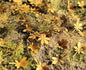 Model Scene - L3-207 - Large Dry Chestnut Leaves