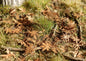 Model Scene - L3-307 - Large Rotten Chestnut Leaves