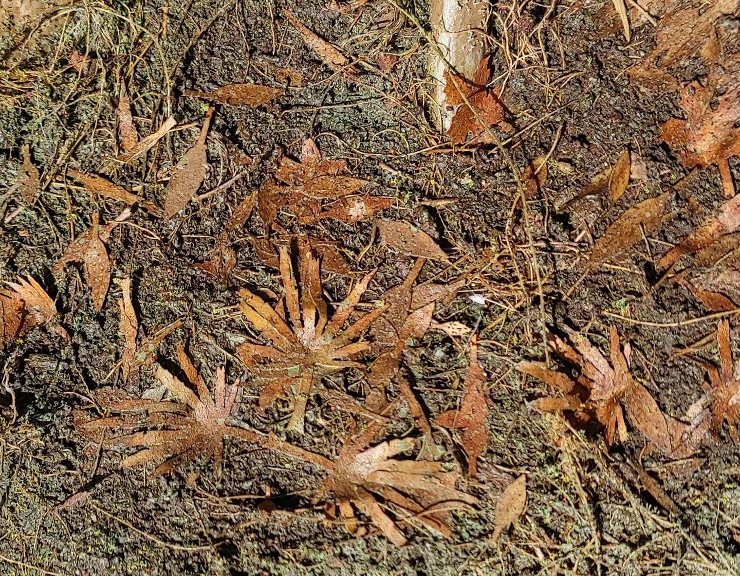 Model Scene - L3-310 - Large Dry Jungle Leaves Mix