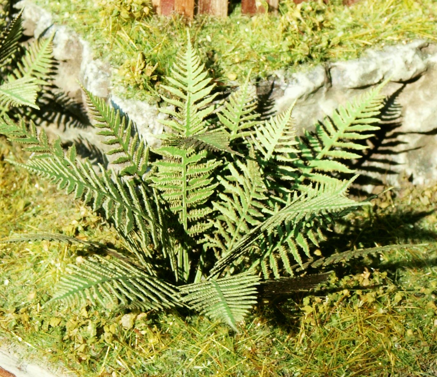 Large Fern