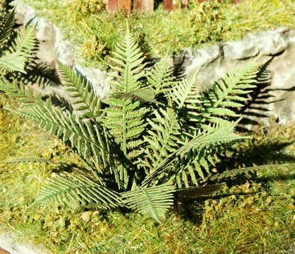 Large Fern