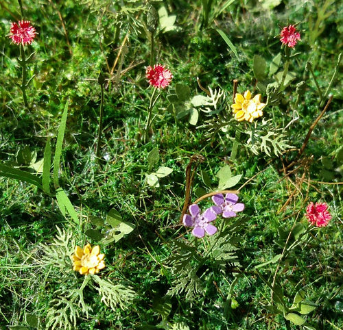 Model Scene - VG3-028 - Large Meadow Flowers