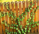 Model Scene - VG3-029 - Large Ivy