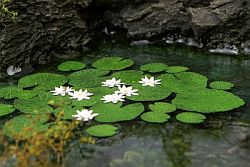 Model Scene - VG3-026 - Large Waterlily