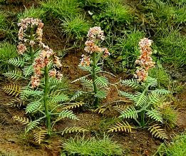 Model Scene - VG3-020 - Large Valeriana