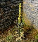 Model Scene - VG3-023 - Large Mullein