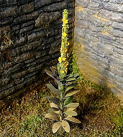Model Scene - VG3-023 - Large Mullein