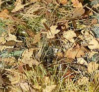 Model Scene - L3-308 - Large European Leaves Mix