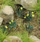 Model Scene - VG7-205 - Small Dandelions