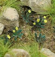 Model Scene - VG7-205 - Small Dandelions