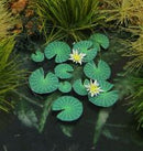 Model Scene - VG7-226 - Small Waterlily