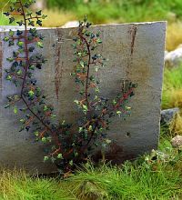 Model Scene - VG7-229 - Small Ivy