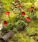 Model Scene - VG3-045 - Large Poppies