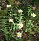 Model Scene - VG3-046 - Large Daisy