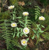 Model Scene - VG3-046 - Large Daisy