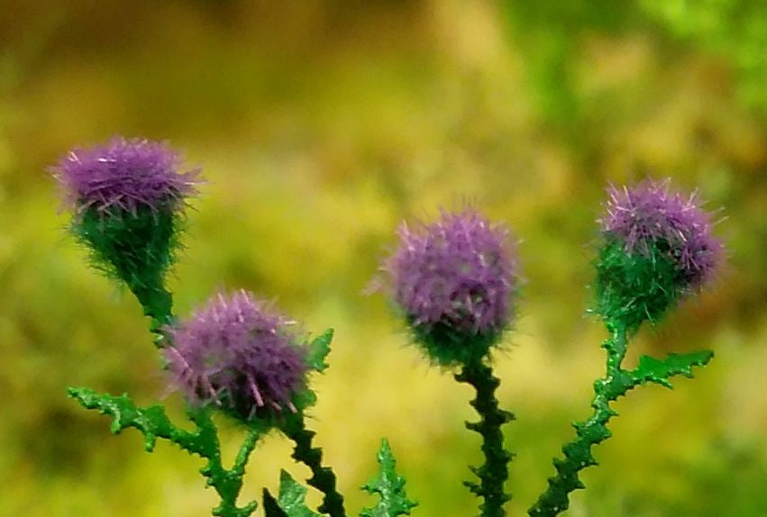 Large Thistle