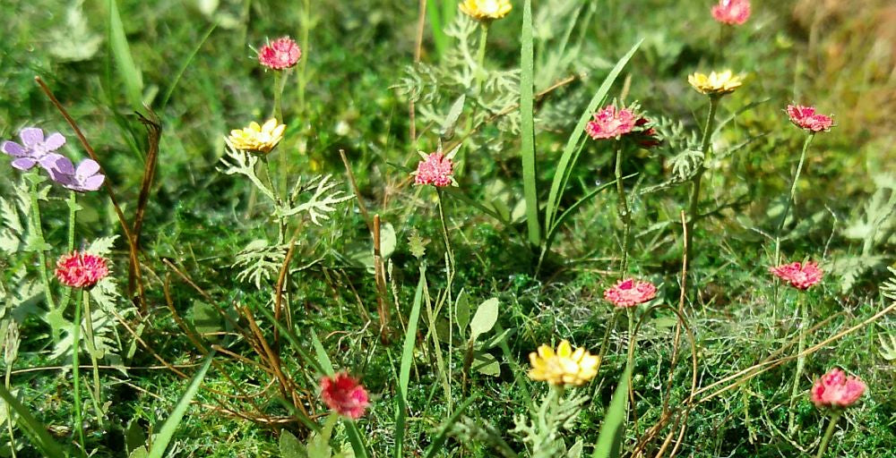 Large Meadow Flowers