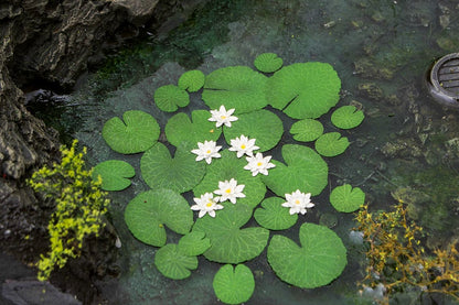 Large Waterlily